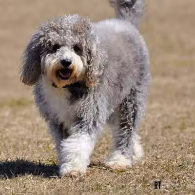 Fort Gratiot Canine Commons - Fort Gratiot Township, MI