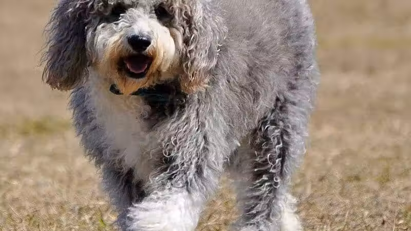 Fort Gratiot Canine Commons - Fort Gratiot Township, MI