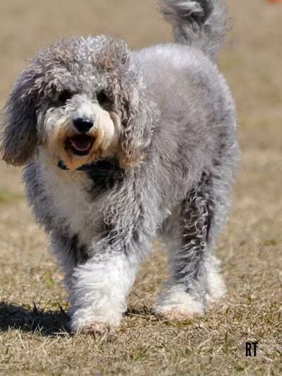 Fort Gratiot Canine Commons - Fort Gratiot Township, MI