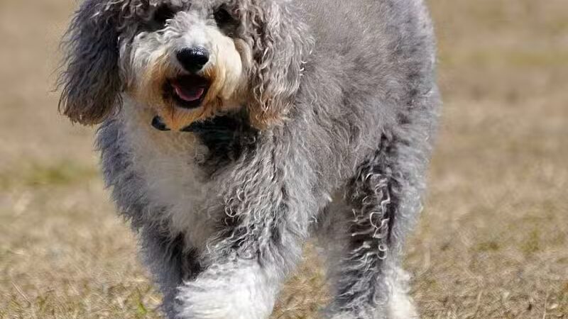 Fort Gratiot Canine Commons - Fort Gratiot Township, MI