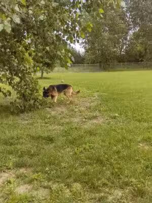 Fort Gratiot Canine Commons - Fort Gratiot Township, MI