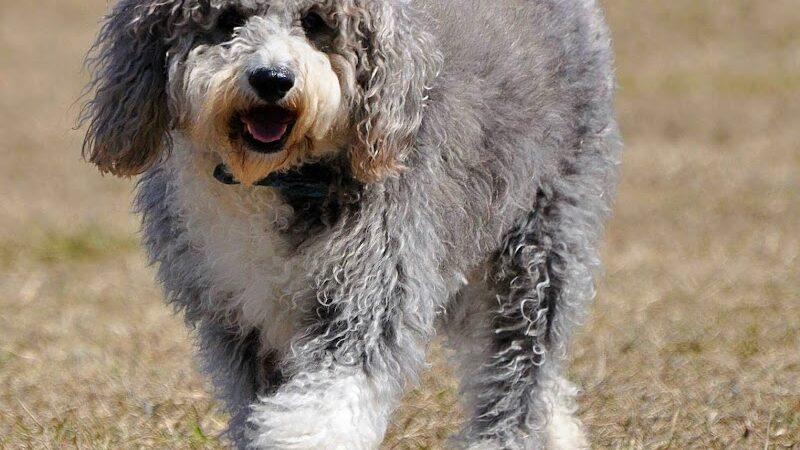 Fort Gratiot Canine Commons - Fort Gratiot Township, MI