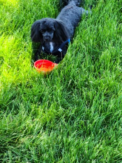 Fort Gratiot Canine Commons - Fort Gratiot Township, MI