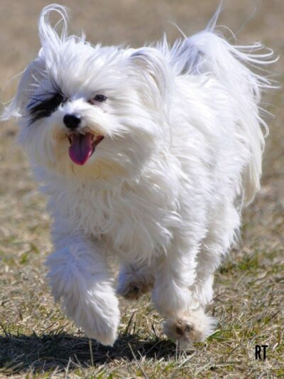 Fort Gratiot Canine Commons - Fort Gratiot Township, MI