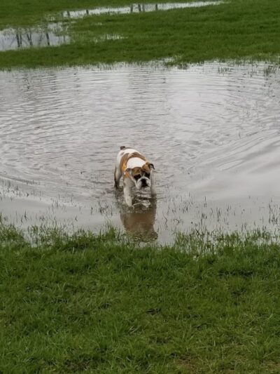 Fort Gratiot Canine Commons - Fort Gratiot Township, MI
