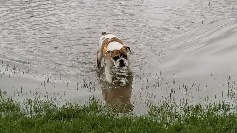 Fort Gratiot Canine Commons - Fort Gratiot Township, MI