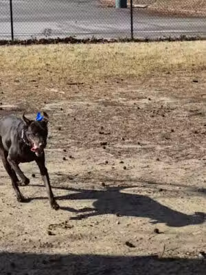 Fort Gregg-Adams Dog Park - Fort Gregg-Adams, VA