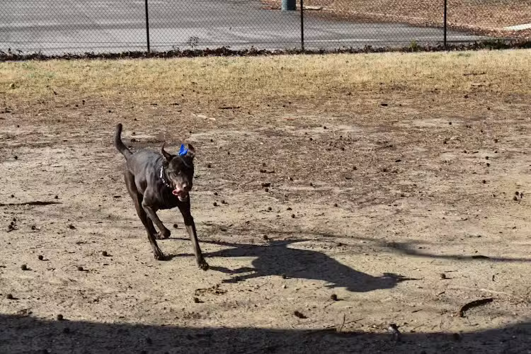 Fort Gregg-Adams Dog Park - Fort Gregg-Adams, VA