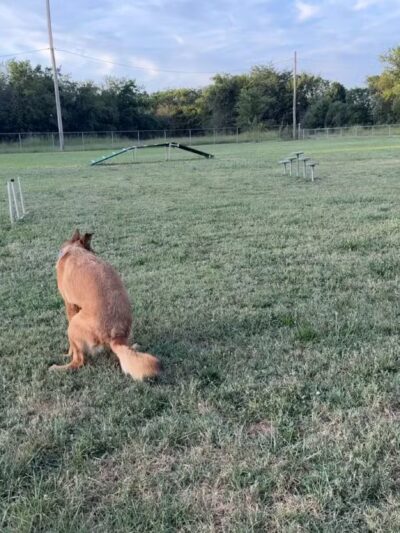FLW Paw Dog park - Fort Leonard Wood, MO