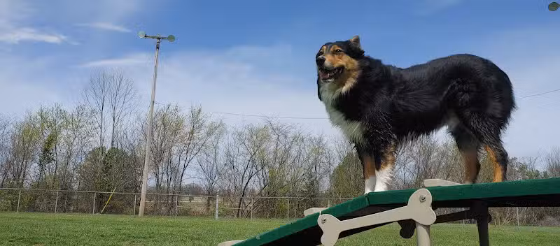 FLW Paw Dog park - Fort Leonard Wood, MO