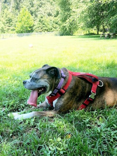 Fort Meade Dog Park - Fort Meade, MD