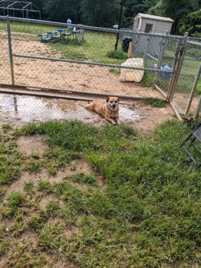 Fort Meade Dog Park - Fort Meade, MD