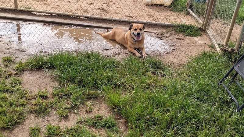 Fort Meade Dog Park - Fort Meade, MD