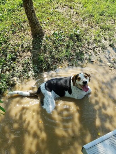 Fort Meade Dog Park - Fort Meade, MD