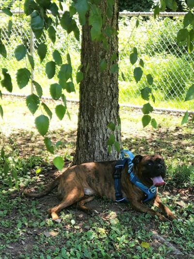 Fort Meade Dog Park - Fort Meade, MD