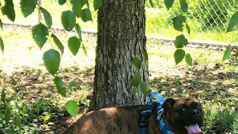 Fort Meade Dog Park - Fort Meade, MD