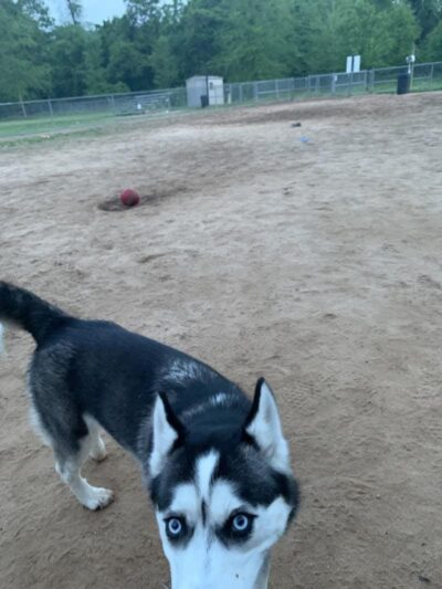 Fort Meade Dog Park - Fort Meade, MD