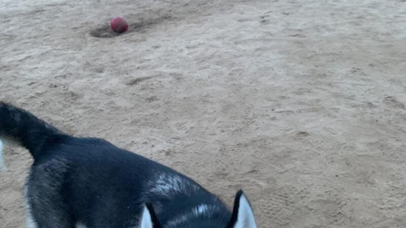 Fort Meade Dog Park - Fort Meade, MD