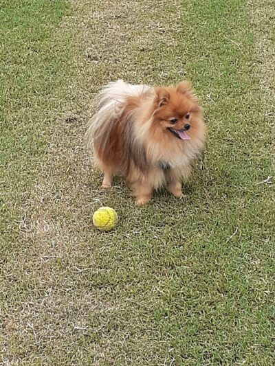 Fort Meade Dog Park - Fort Meade, MD