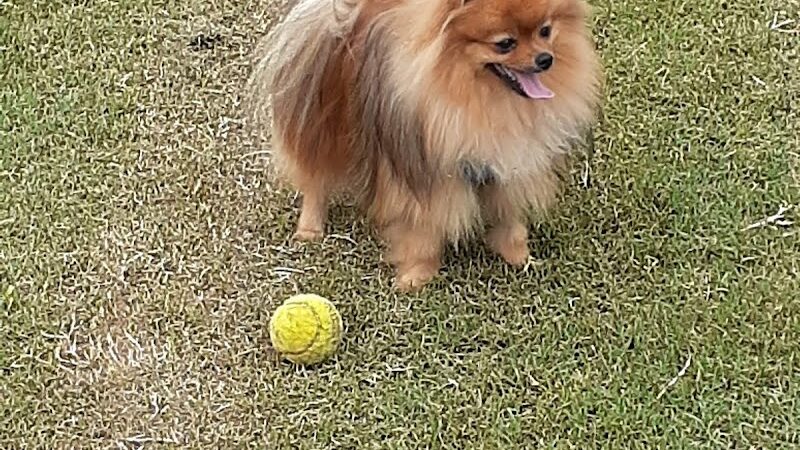 Fort Meade Dog Park - Fort Meade, MD