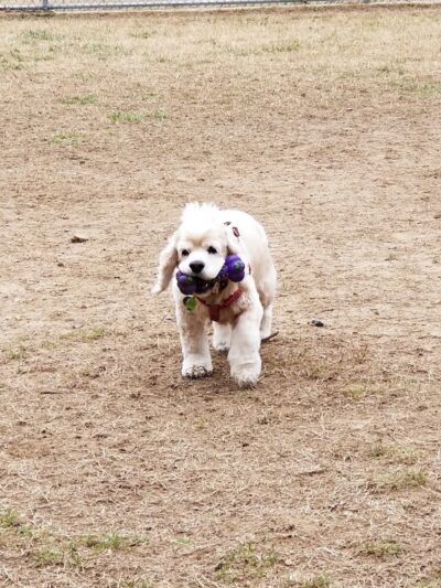 Fort Meade Dog Park - Fort Meade, MD