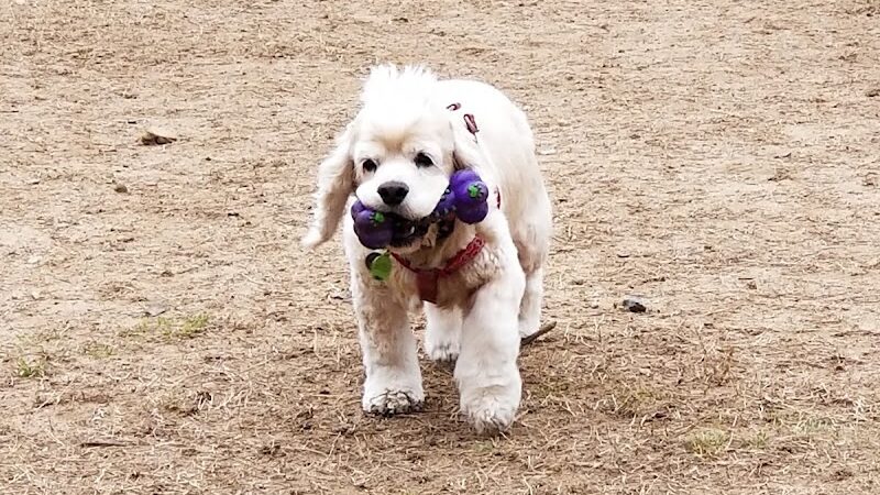 Fort Meade Dog Park - Fort Meade, MD