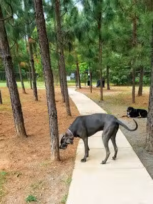Mary Warner Mack Dog Park (private) - Fort Mill, SC