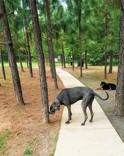 Mary Warner Mack Dog Park (private) - Fort Mill, SC