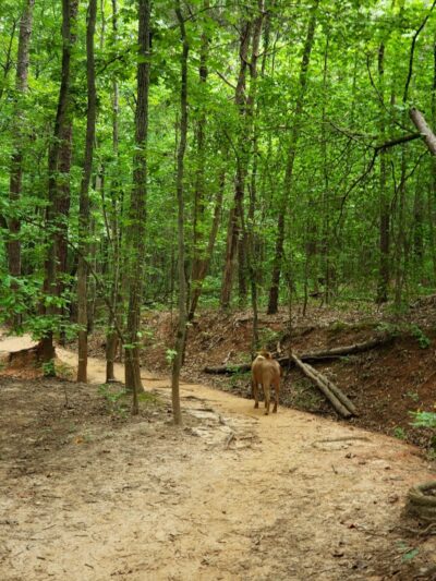 Mary Warner Mack Dog Park (private) - Fort Mill, SC