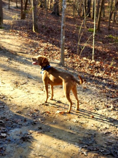 Mary Warner Mack Dog Park (private) - Fort Mill, SC