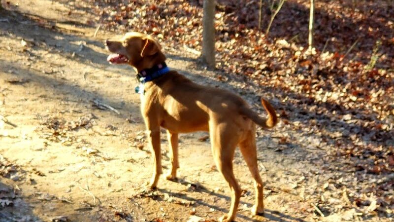 Mary Warner Mack Dog Park (private) - Fort Mill, SC