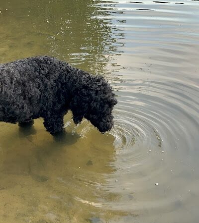 Mary Warner Mack Dog Park (private) - Fort Mill, SC