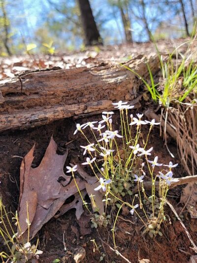 Mary Warner Mack Dog Park (private) - Fort Mill, SC