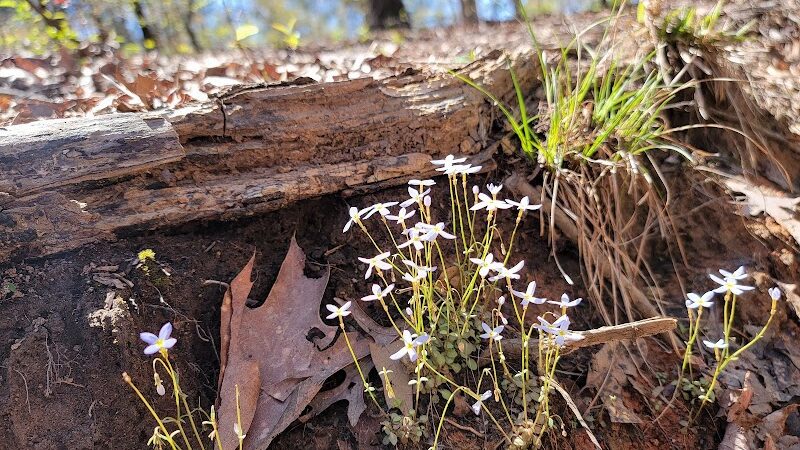 Mary Warner Mack Dog Park (private) - Fort Mill, SC