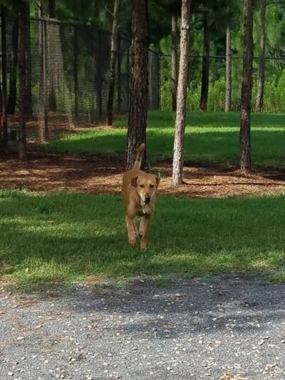 Mary Warner Mack Dog Park (private) - Fort Mill, SC