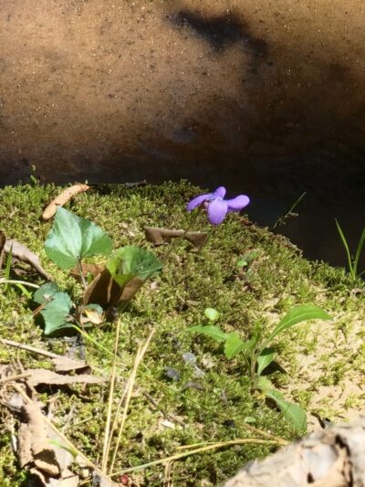 Mary Warner Mack Dog Park (private) - Fort Mill, SC