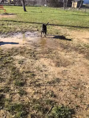 Bark City Dog Park - Fort Oglethorpe, GA