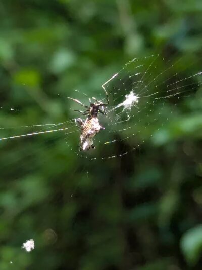 Makamah Nature Preserve - Fort Salonga, NY