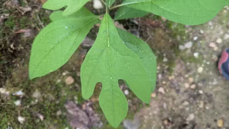 Makamah Nature Preserve - Fort Salonga, NY
