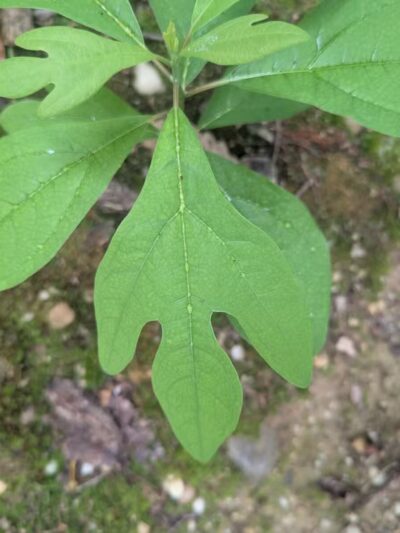 Makamah Nature Preserve - Fort Salonga, NY