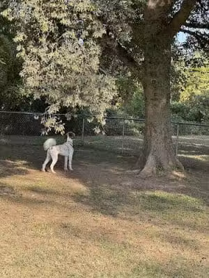 Fort Smith Dog Park - Fort Smith, AR