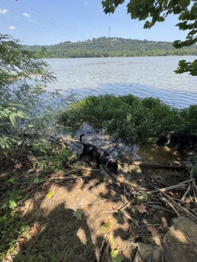 Fort Smith Dog Park - Fort Smith, AR