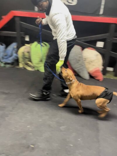 iSpeakDogg - Fort Washington, MD