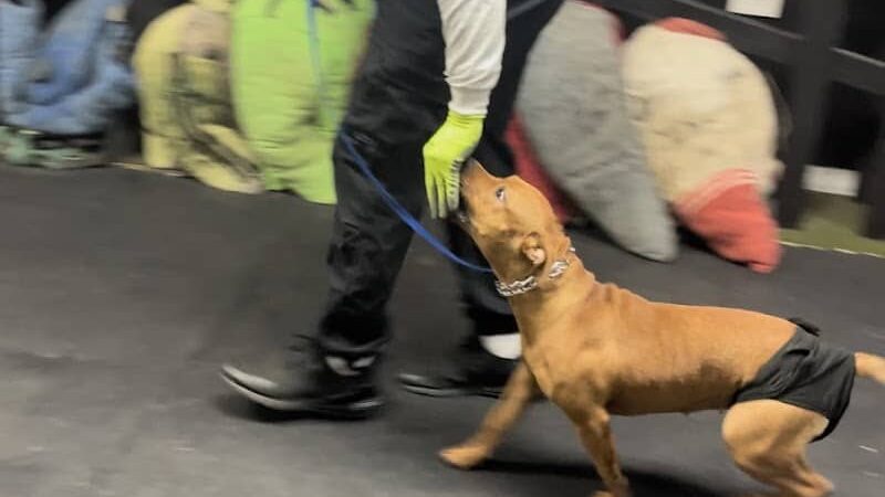 iSpeakDogg - Fort Washington, MD