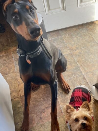 iSpeakDogg - Fort Washington, MD