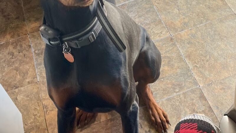 iSpeakDogg - Fort Washington, MD