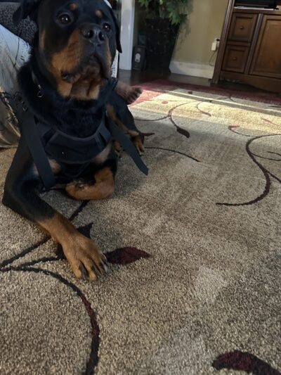 iSpeakDogg - Fort Washington, MD