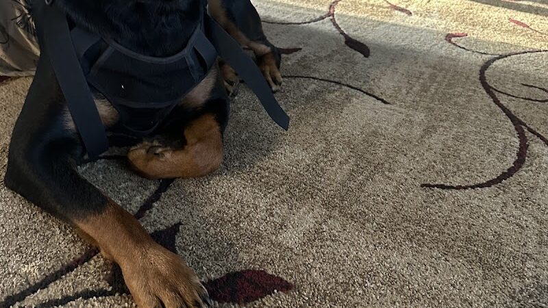 iSpeakDogg - Fort Washington, MD