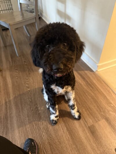 iSpeakDogg - Fort Washington, MD