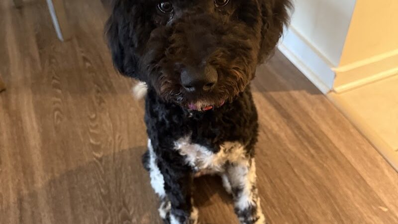 iSpeakDogg - Fort Washington, MD